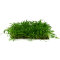 Neuseelandgras Matte 20  x 15 cm Bodendecker für Aquarien