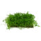 Neuseelandgras Matte 20  x 15 cm Bodendecker für Aquarien