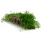 Neuseelandgras Matte 20  x 15 cm Bodendecker für Aquarien