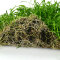 Neuseelandgras Matte 20  x 15 cm Bodendecker für Aquarien