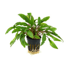 Cryptocoryne wendtii green gecko