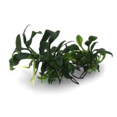 Anubias barteri var. nana Pangolino kleinste Zwerganubias