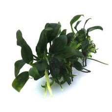 Anubias barteri var. nana Pangolino kleinste Zwerganubias