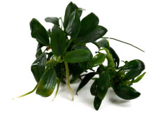 Anubias barteri var. nana Pangolino kleinste Zwerganubias