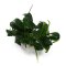 Anubias barteri var. nana Pangolino kleinste Zwerganubias