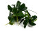Anubias barteri var. nana Pangolino kleinste Zwerganubias