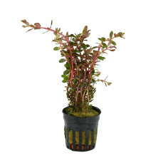 Rotala rotundifolia Blood Red Zuchtform farbintensive...