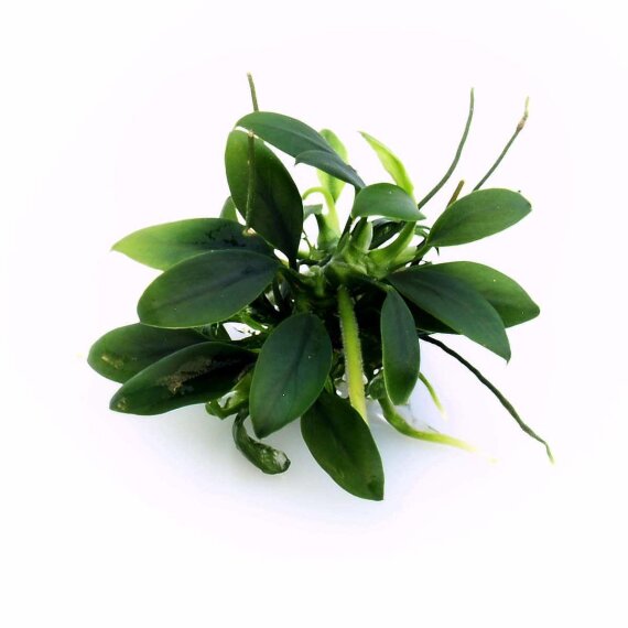 Anubias barteri var. nana Pangolino