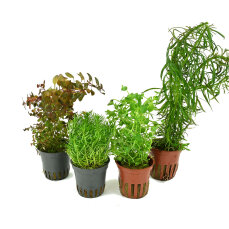 Stängelpflanzen-Set, 4 seltene Pflanzen fürs...