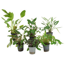 6 pflegeleichte Rosettenpflanzen für Aquarien