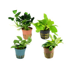Seltene Aufsitzerpflanzen für Aquascape - 4er...