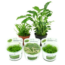 Bodendecker Mix - 5 Pflanzen für Ihr Aquarium