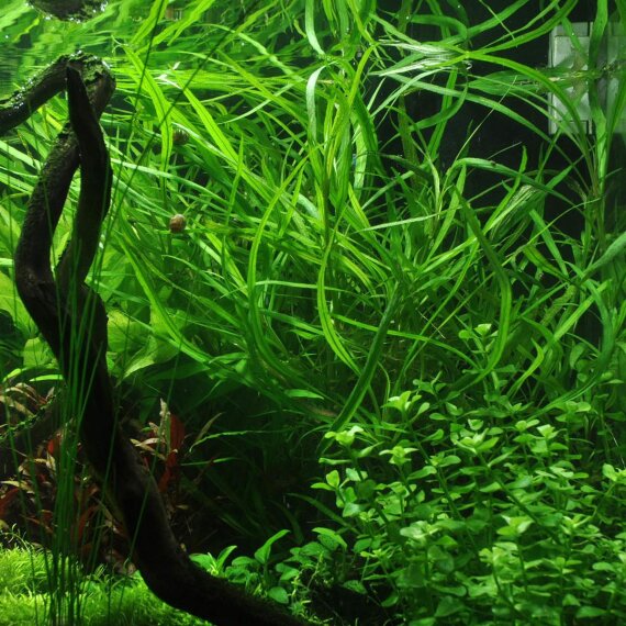 Hygrophila costata ehemals corymbosa angustifolia - schmalblättriger Wasserfreund