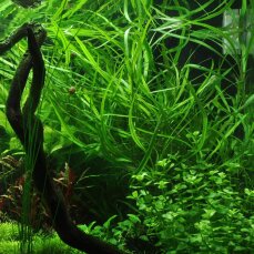 Hygrophila costata ehemals corymbosa angustifolia -...