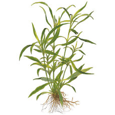 Hygrophila costata ehemals corymbosa angustifolia -...