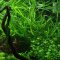 Hygrophila costata ehemals corymbosa angustifolia - schmalblättriger Wasserfreund