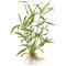 Hygrophila costata ehemals corymbosa angustifolia - schmalblättriger Wasserfreund