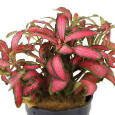 Fittonia "Forrest Flame" - früher...