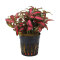 Fittonia "Forrest Flame" - früher Mosaikpflanze / Silbernetzblatt