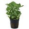 Fittonia "mini white" - Nervenpflanze für Terrarium