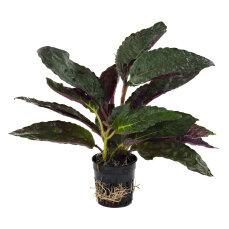 Hemigraphis colorata - Terrariumpflanze mit roten...