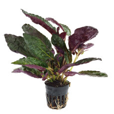 Hemigraphis colorata - Terrariumpflanze mit roten...