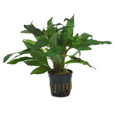Hygrophila corymbosa var angustifolia "rubra"