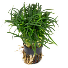 Ophiopogon japonicus "Kyoto Dwarf"