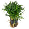 Ophiopogon japonicus "Kyoto Dwarf"