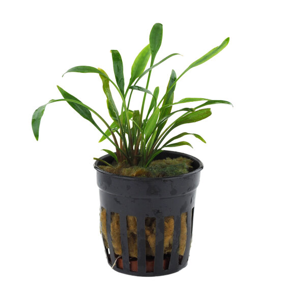 Cryptocoryne nevellii