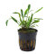 Cryptocoryne nevellii