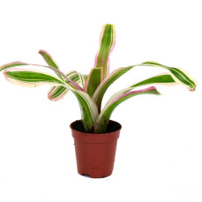 Bromelia Mix aus 5 Pflanzen unterschiedlicher Sorten