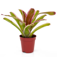 Bromelia Mix aus 5 Pflanzen unterschiedlicher Sorten