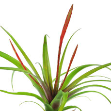 Bromelia Mix aus 5 Pflanzen unterschiedlicher Sorten
