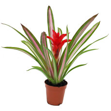 Bromelia Mix aus 5 Pflanzen unterschiedlicher Sorten