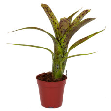 Bromelia Mix aus 5 Pflanzen unterschiedlicher Sorten