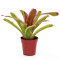Bromelia Mix aus 5 Pflanzen unterschiedlicher Sorten
