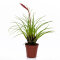 Bromelia Mix aus 5 Pflanzen unterschiedlicher Sorten