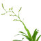 Bromelia Mix aus 5 Pflanzen unterschiedlicher Sorten