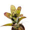 Bromelia Mix aus 5 Pflanzen unterschiedlicher Sorten