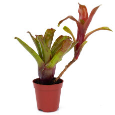 Bromelia Mix aus 8 Pflanzen unterschiedlicher Sorten