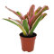Bromelia Mix aus 8 Pflanzen unterschiedlicher Sorten