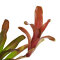 Bromelia Mix aus 8 Pflanzen unterschiedlicher Sorten