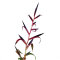 Bromelia Mix aus 8 Pflanzen unterschiedlicher Sorten