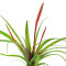 Bromelia Mix aus 8 Pflanzen unterschiedlicher Sorten