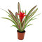 Bromelia Mix aus 8 Pflanzen unterschiedlicher Sorten