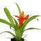 Bromelia Mix aus 8 Pflanzen unterschiedlicher Sorten