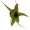 Bromelia Mix aus 8 Pflanzen unterschiedlicher Sorten