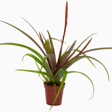 Tillandsia Mix aus 2 verschiedenen Sorten