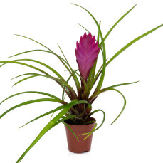 Tillandsia Mix aus 2 verschiedenen Sorten